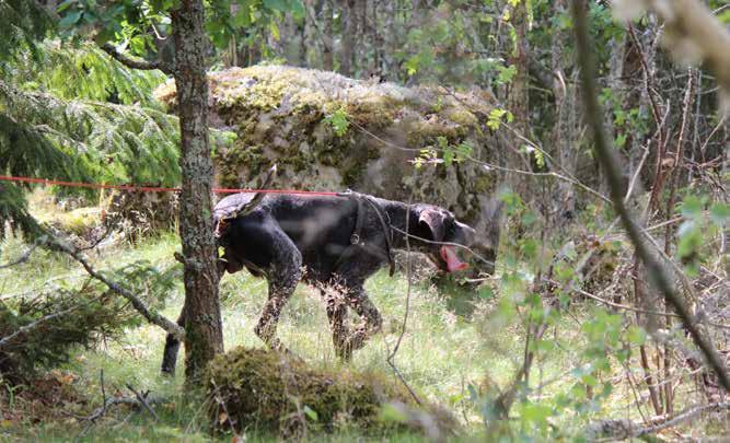 NÅGRA TANKAR SOM HJÄLP PÅ SPÅRET DEL 2 NÅGRA TANKAR SOM HJÄLP PÅ SPÅRET DEL 2 I Del 1 av Några tankar som hjälp på spåret i Svensk Vorsteh nr 3, 2018, behandlades eftersök på skadat vilt och viltspår