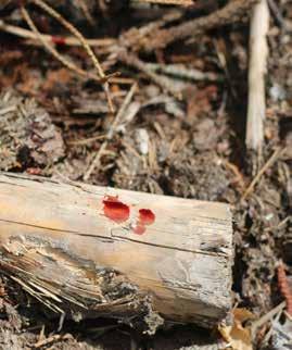 NÅGRA TANKAR SOM HJÄLP PÅ SPÅRET DEL 2 NÅGRA TANKAR SOM HJÄLP PÅ SPÅRET DEL 2 Den andra metoden är att slå en ring runt skottplatsen för att hitta utspåret.