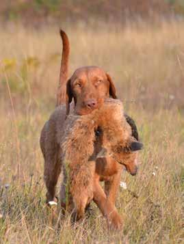 NYTT FRÅN AVELSKOMMITTÈN NYTT FRÅN AVELSKOMMITTÈN UNGERSK VIZSLA Avelsråd korthårig ungersk vizsla Kristina Pettersson Lunda Råsbäcken 1, 611 96 Jönåker tel 070 600 66 99, Kp.legvet@telia.