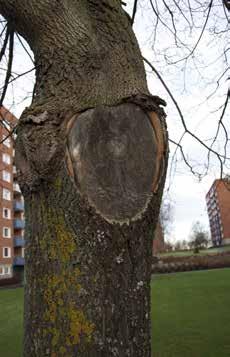Sammantaget har vårtbjörkarna minst mekaniska skador och i jämförelse få skador från felaktiga beskärningar.
