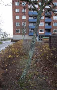 Fig. 10 Fig. 11 Fig. 12 Fig. 13 Fig 10. Frostsprickskada eller falsk frostspricksdad på relativt nyplanterad oxel? Fig 11.