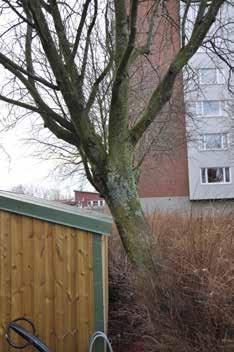Även de större oxlarna på plats lutar markant vilket bidrar till att det arkitektoniska uttrycket gått förlorat och anläggning istället uppfattas som ovårdad. Fig 13.