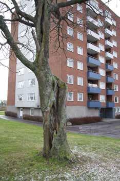 Den större andelen av oxlarna planterade runt lekplatserna lutar markant och det i samband med att storleken på träden varierar leder till att det geometriska uttryck som eftersträvats
