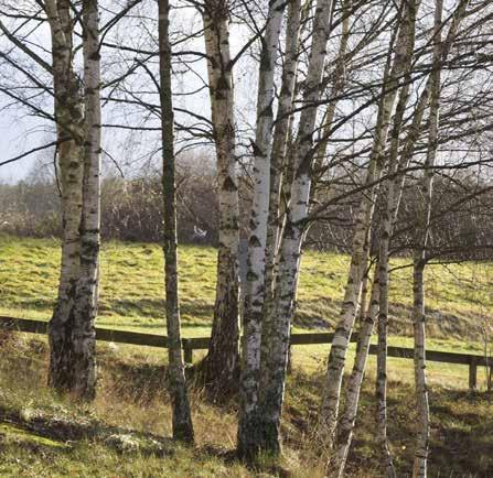 I denna trädplantering har den naturliga självföryngringen tydligt fått tagit plats.