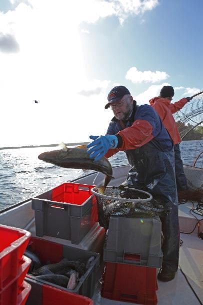 Tiraholms fisk Hallands län