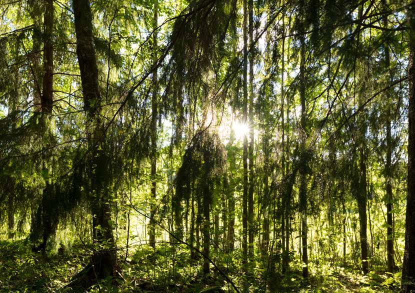 32 Foto: IKON/ Gustaf Hellsing Det unika i naturen Gör en tur och stanna till på någon av ns vackra reservat i det småländska och öländska landskapet. Upplev det unika i vad naturen har att ge.