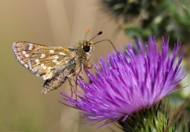 Figur 8. Den vänstra bilden visar silversmygare och den högra bilden en vy över naturvärdesobjekt 3, öppen blomrik torrmark. Objekt 4.