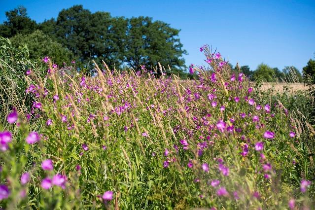 Det fanns en hel del bin och humlor som besökte de blommande växterna samt fyra vanligare dagfjärilsarter.