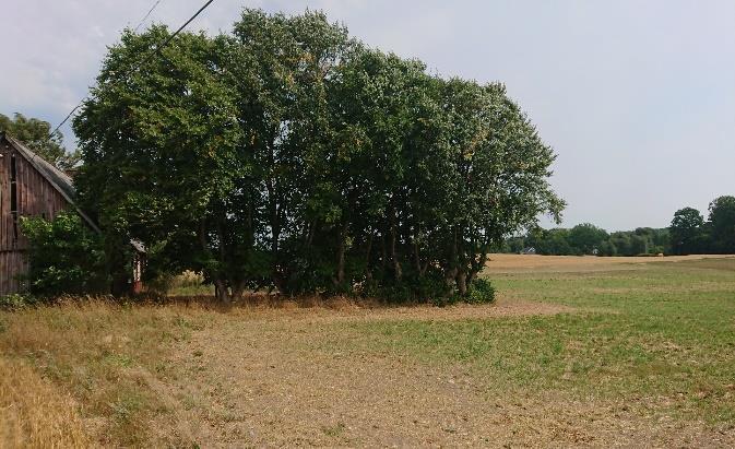 Flora och insekter runt gården är trivial, förutom lindallén. Det finns även några äppleträd. Bland fjärilarna kan nämnas påfågelsöga, rovfjäril och kvickgräsfjäril.