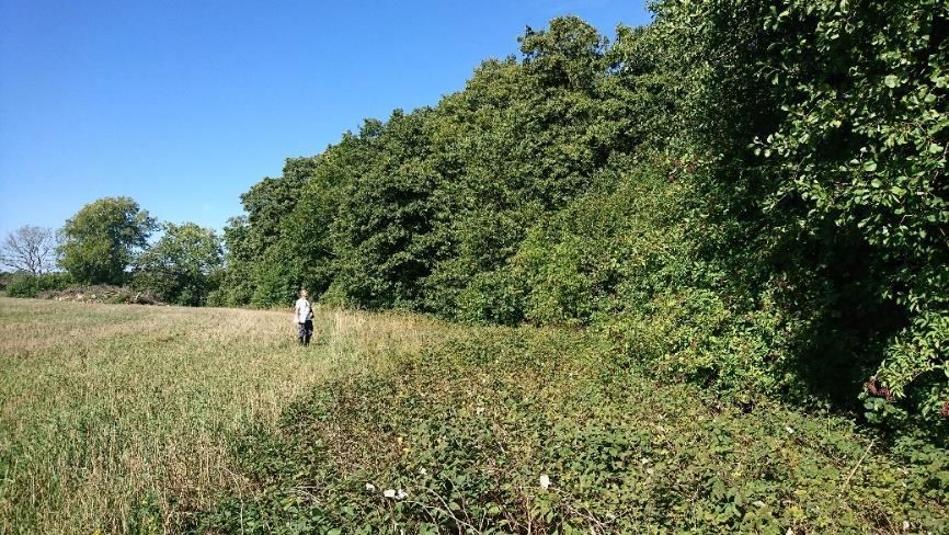 Figur 10. Alskog med brynmiljö (Naturvärdesobjekt 5, figur 1). Skogen och brynet är i dagsläget svårtillgänglig, men samtidigt en fristad för vilt och annan fauna.