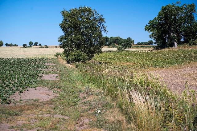 Den torkar inte ut, verkar vara fiskfri och har viss betydelse för den biologiska mångfalden i detta jordbrukslandskap.