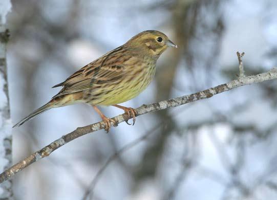 Hänt i klubbarna Föreningen Södermanlands Ornitologer 153 Föreningen fick ny ordförande. Pelle Moqvist avgick efter flera år på posten och Krister Aronsson tog över.