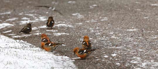 Föreningen Södermanlands Ornitologer 55 Gråsiska Carduelis flammea Det finns rapport om ett fynd under häckningstid och fyra rapporter om 1000 eller fler sträckande fåglar i första halvan av oktober.