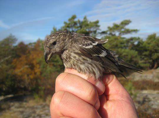62 Det sörmländska fågelåret 2013 Bändelkorsnäbb Foto: Ingrid Altstedt Morkulla häckade med stor sannolikhet även detta år på Enskär, enkelbeckasin likaså.