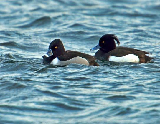 68 Det sörmländska fågelåret 2013 Ringand ny art för rapportområdet Bland 1000-tals musselfiskande (hur räcker musslorna åt ejdern?) viggar och ett antal bergänder döljer sig en ringand!