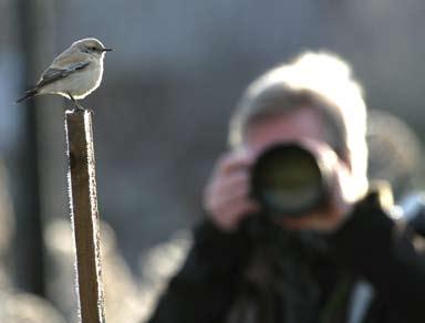 70 Det sörmländska fågelåret 2013 Ökenstenskvätta ny art för rapportområdet På lördagsförmiddagen den 9:e november funderade jag på att promenera från hemmet inne i Trosa ut till Trosa Havsbad,