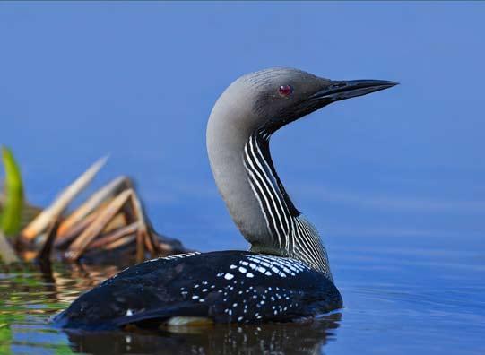 88 Det sörmländska fågelåret 2013 Foto: Pekka Pulsa www.pekkasbilder.se Det vi kan konstatera är det faktum att det bara i ovan nämnda sjöar kan observeras över 150 lommar under en och samma kväll!