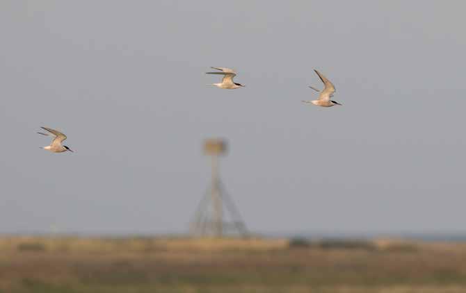 Sträckfågelräkningar vid Falsterbo hösten 2017 Migration counts at Falsterbo in the autumn of 2017 Meddelande nr.