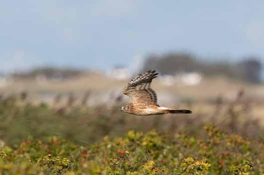 Sträckande blå kärrhök. Falsterbo 8 oktober 2017. Foto: Bengt Grandin. Blå kärrhök Circus cyaneus Redan i juni juli sågs två insträckande vid Stevns på den danska sidan.