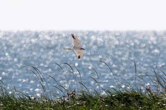 Stäpphök, hane, på sträck förbi Nabben 30 augusti 2017. Foto: Bengt Grandin. med förföljelse, framförallt från ripjägare (Holling 2017).