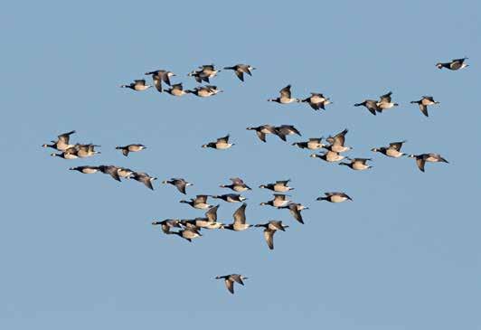 Vitkindad gås var talrik hösten 2017 och 350 000 förbisträckande räknades. Nabben 8 oktober 2017. Foto: Bengt Grandin. medan kortflyttarna allmänt klarade sig klart bättre än de två senaste höstarna.