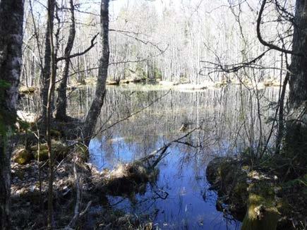 Sida 11 (13) Ekeby Skans Både rom och grodor, troligtvis Vanlig groda (Rana temporaria) påträffades,