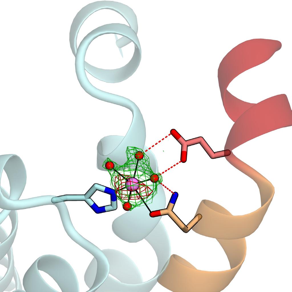 a b M2 site c M2 site M2 site Mn2+ Glu37 His383 Glu37 Glu37 His383 e Symmetry molecule f