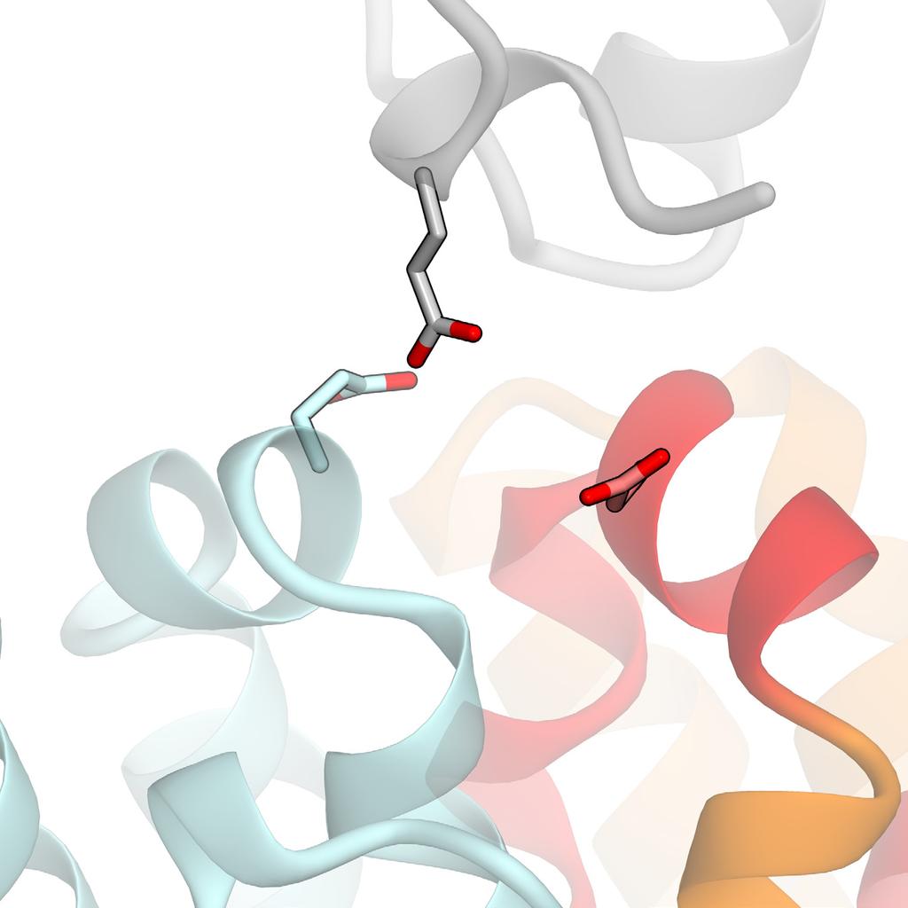 Symmetry molecule Glu275 Mn2+ Glu311 Glu311 Ca2+ Supplementary Figure 3 Structure of the