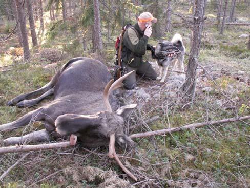 Kommentarer Med den uppläggning som spillningsräkningen har i detta område bör metoden främst användas som ett index, motsvarande Älgobs och liknande metoder.