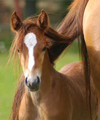 Definition Hästsektorn innefattar här all verksamhet med häst, exempelvis sport, näring, fritid och rehabilitering.