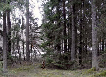 3 Överby - vägport Passagen vid Överby kommer att göras som en vägport som ska fungera som passage för storvilt samt för biltrafik på enskild väg.