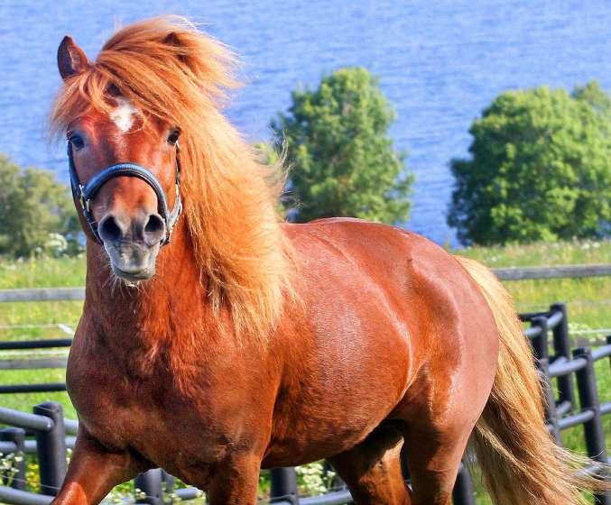 Rungeboholms Vandringspris Vandringspriset tilldelas en godkänd shetlandshingst som under året tävlat med framstående resultat. Denna hingst har i flera år visat framhovarna med mycket goda resultat.