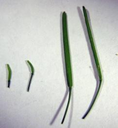 (-) Five-week-old plants () and siliques (). () Genotyping of cls-1 mutant and rescued lines.