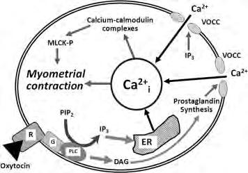 Oxytocin (Syntocinon ) Effekt Stimulerar värkarbete Uterussammandragande