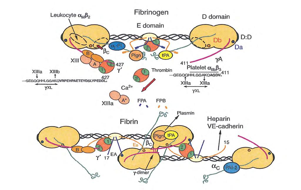 Fibrinogen Fibrinogen >