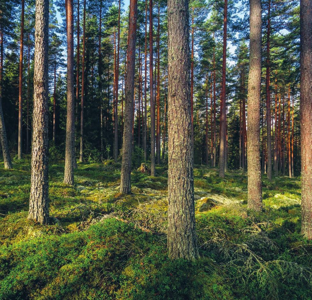 BÄTTRE KONKURRENSKRAFT SOM MÅL Skogsbranschens viktigaste konkurrensfaktorer är kompetens, hållbarhet, tillgång till virke och konkurrenskraftiga produktionsfaktorer, en fungerande infrastruktur och