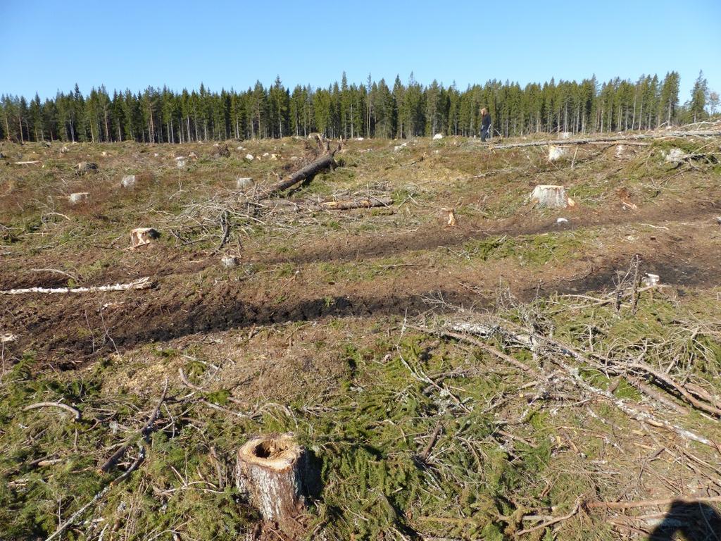 Figur 4. I förgrunden syns de hjulspår från skogsmaskin som går rakt igenom kolbottnen inom Sandviken 516 och därmed blottlagt delar av det svarta kollagret.