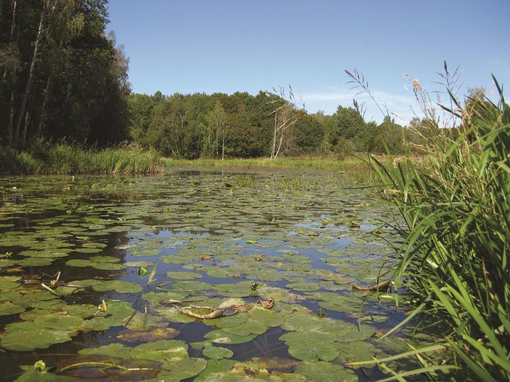 Tidan vid Ullervad Tidan vid Ullervad, Mariestads kommun, inventerades 2014-09-03. Den aktuella platsen som inventerades består av en avsnörd del av Tidan som stundtals är torrlagd.