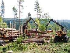 skogen