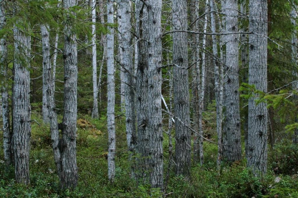 6 (12) Figur 2. Självföryngrad, lövrik och ogallrad utvecklingsmark rik på asp, skötselområde B. Foto: Länsstyrelsen Norrbotten.