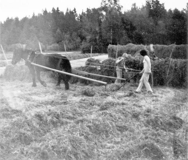 Höhässjning i Tjärtakan nr 13, Gustavs.