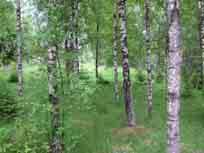 barrskogslandskap. Här och var bryts barrskogens dominans av mossar, små sjöar och öppna marker runt mindre torp och gårdar.