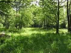 Inget har gjorts åt situationen och hävden har i större delen tagits bort helt, därför är vegetationen till största delen skogsvegetation med kruståtel, harsyra, ekorrbär och örnbräken.