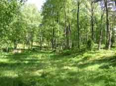 Vegetationen är gräshed med stagg och kruståtel men i vissa delar på gränsen till rished med mycket lingon och blåbärsris. Här växer ängsfloran ganska tätt.
