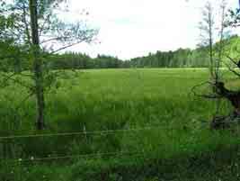 BESKRIVNING Tyngsryds mader är fuktiga till blöta och har en högstarräng som vegetation, den domineras av olika starrarter som vasstarr, blåsstarr och nålstarr.