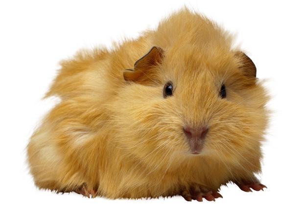 .. 9 Din favorit vår specialitet Med Sveland Smådjur kan även din hamster, kanin, chinchilla, råtta, marsvin, degus och minigris få veterinärvårdsförsäkring.