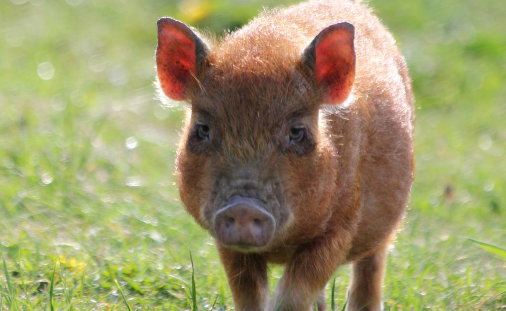 Sveland Minigris Sveland Minigris är försäkringen för minigrisar som hålls som sällskapsdjur. Minigrisar kan införsäkras mellan två månaders ålder och fram till fyra års ålder.