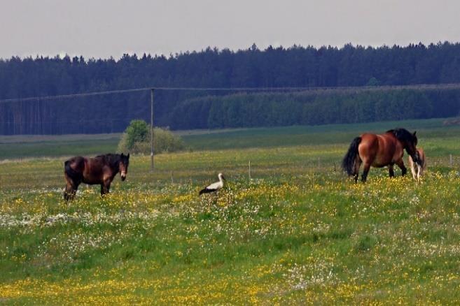 Välkommen att följa med Fågelguidning AB till Polen! Vill du uppleva en fågelresa till den omtalade skogen i Bialowieza, som ligger där orörd och hyser alla Europas hackspettar?