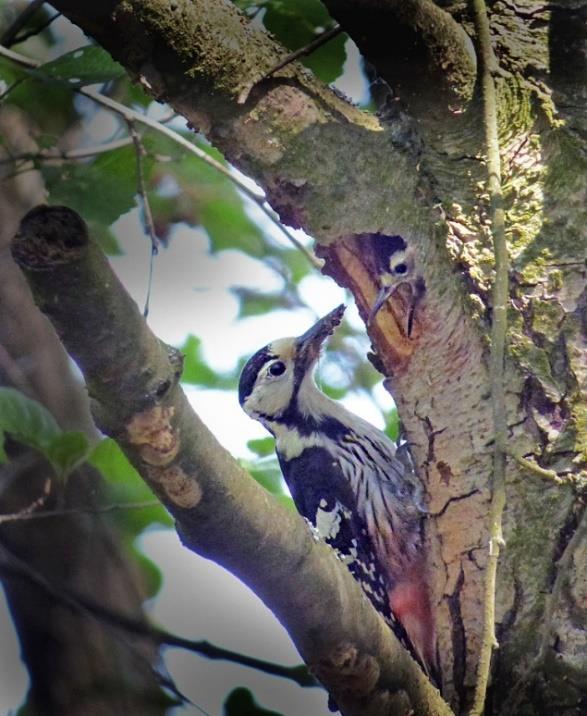 höksångaren brukar häcka, sen vidare till östra bron i Bialowieza. Lundsångare, rosenfink, flodsångare, trastsångare, kornknarr och sommargylling är ett urval av fåglar som brukar höras här.