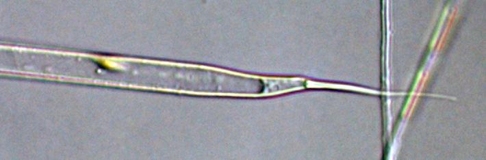 Pseudosolenia calcar-avis är en utpräglad varmvattenart, som såvitt bekant uppträdde för första gången 2009 i svenska vatten.